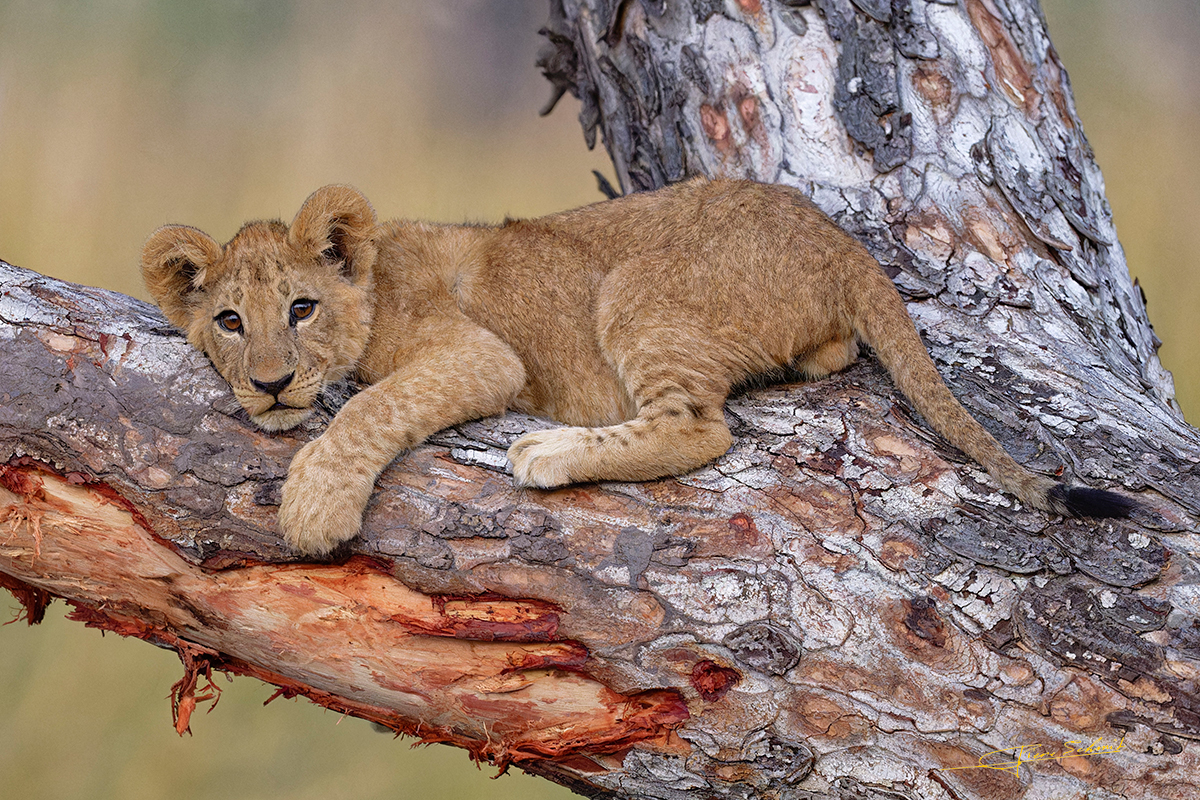 lionceau arbre